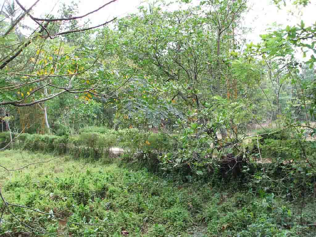 Gampaha Land for sale